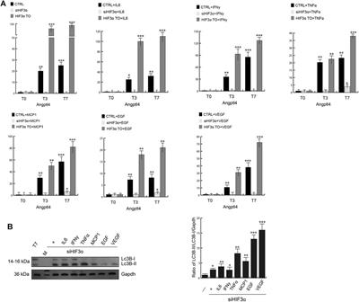 HIF3A Inhibition Triggers Browning of White Adipocytes via Metabolic Rewiring